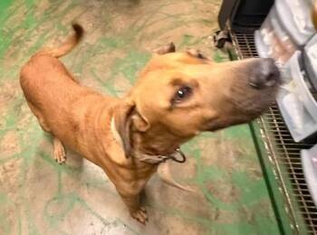 Duke 26 -  Hound Dog for Adoption in Brookhaven, Mississippi - Duke 26 | PetCurious