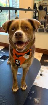 Blue -  Chocolate Labrador Retriever and Husky Dog for Adoption in Terra Cotta, Ontario - Blue | PetCurious