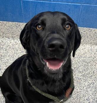 Forrest -  Labrador Retriever Dog for Adoption in Golden, Colorado - Forrest | PetCurious