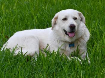 Boyfriend -  Great Pyrenees Dog for Adoption in San Antonio, Texas - Boyfriend | PetCurious