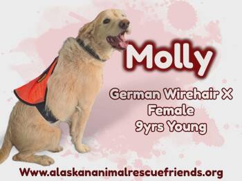 German Wirehaired Pointer Dogs Available for Adoption in Anchorage, Alaska - Molly | PetCurious