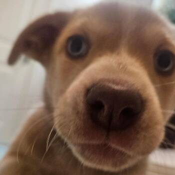 Mixed Breed Dogs Available for Adoption in Flagstaff, Arizona - Lollipop | PetCurious