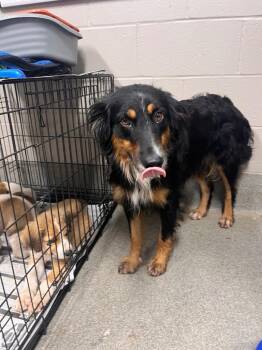 Joy/Dolly/Jessie -  Australian Shepherd Dog for Adoption in Hopkinsville, Kentucky - Joy/Dolly/Jessie | PetCurious