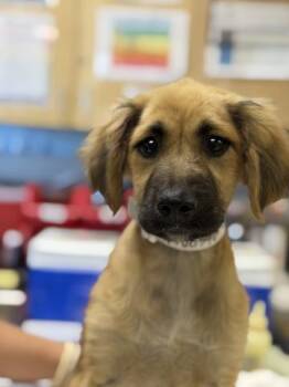 German Shepherd Dog and Mixed Breed Dogs Available for Adoption - CATALEA | PetCurious