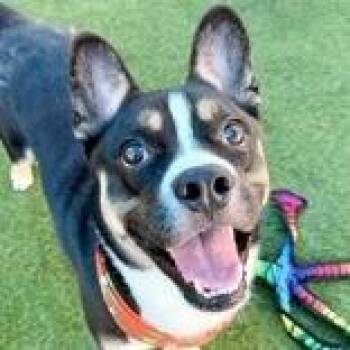 Josh -  Terrier Dog for Adoption in Tampa, Florida - Josh | PetCurious