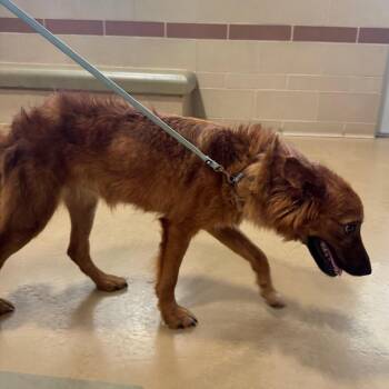 Chispi -  Mixed Breed Dog for Adoption in Winston-salem, North Carolina - Chispi | PetCurious