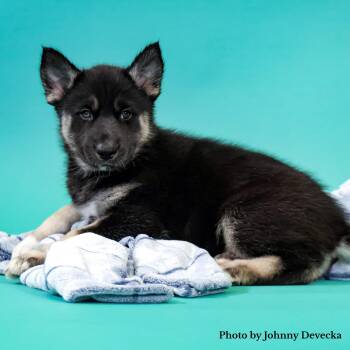 Shadow -  Husky and Shepherd Dog for Adoption in Los Angeles, California - Shadow | PetCurious