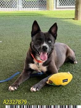 Mixed Breed Dogs Available for Adoption - IVANNA | PetCurious