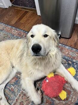 Clifford -  Great Pyrenees Dog for Adoption in Denver, Colorado - Clifford | PetCurious