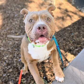Pit Bull Terrier Dogs Available for Adoption in Oakland, California - Chex | PetCurious