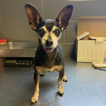 Chihuahua and Mixed Breed Dogs Available for Adoption in Tuscaloosa, Alabama - TUSC-Stray-84529 | PetCurious