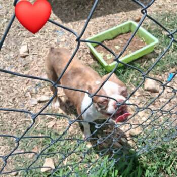Boston Terrier Dogs Available for Adoption in Chanute, Kansas - Maggie | PetCurious