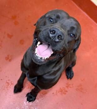 Mastiff Dogs Available for Adoption in Douglasville, Georgia - Tommy | PetCurious