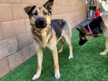 German Shepherd Dog Dogs Available for Adoption in San Marcos, California - SAVE ME PLEASE! Klee #A549711 | PetCurious