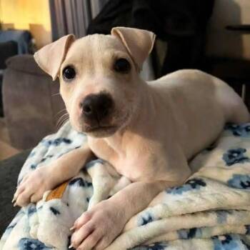 Joy -  Mixed Breed Dog for Adoption in East Peoria, Illinois - Joy | PetCurious