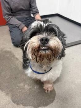 Quaker -  Mixed Breed Dog for Adoption in West Chester, Pennsylvania - Quaker | PetCurious
