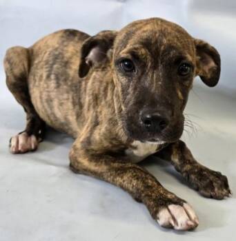 Roux -  Catahoula Leopard Dog and Mixed Breed Dog for Adoption in Morton Grove, Illinois - Roux | PetCurious