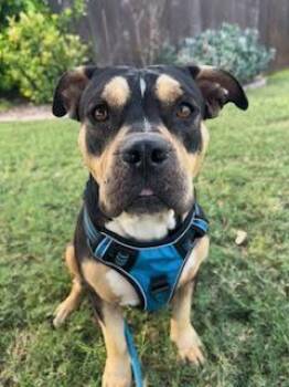 Sis -  American Bully Dog for Adoption in Mcallen, Texas - Sis | PetCurious