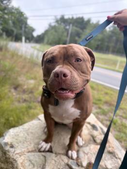 Molly -  Pit Bull Terrier Dog for Adoption in Pembroke, Massachusetts - Molly | PetCurious