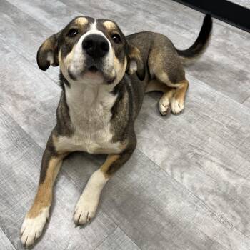 Mixed Breed Dogs Available for Adoption - Wren | PetCurious