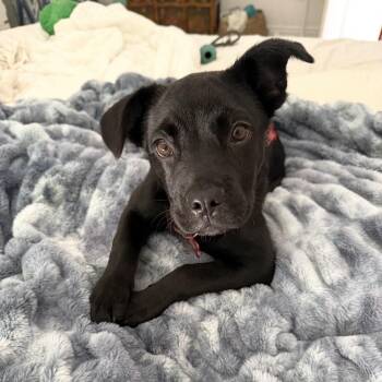 French Bulldog and Border Collie Dogs Available for Adoption - JJ | PetCurious