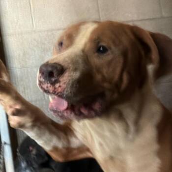Simba -  Pit Bull Terrier Dog for Adoption in Yuma, Arizona - Simba | PetCurious
