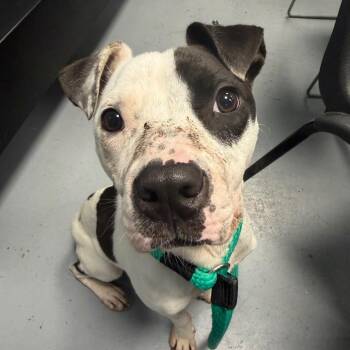 Tex -  Mixed Breed Dog for Adoption in Philadelphia, Pennsylvania - Tex | PetCurious