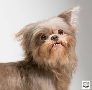 Faye -  Shih Tzu Dog for Adoption in Fort Montgomery, New York - Faye | PetCurious