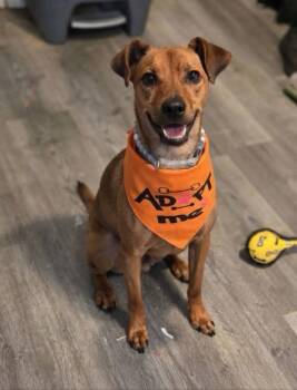 AL- Currently in Foster -  Beagle Dog for Adoption in Brownstown, Indiana - AL- Currently In Foster | PetCurious