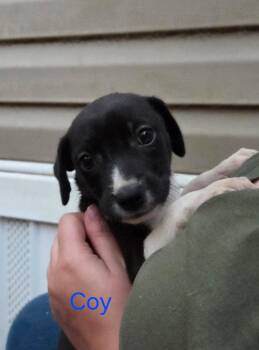 Rescue Mixed Breed Dogs for Adoption in Bryan, Texas - Coy | PetCurious