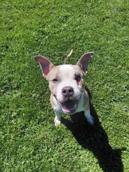 Zuko -  Pit Bull Terrier and Mixed Breed Dog for Adoption in Westland, Michigan - Zuko | PetCurious