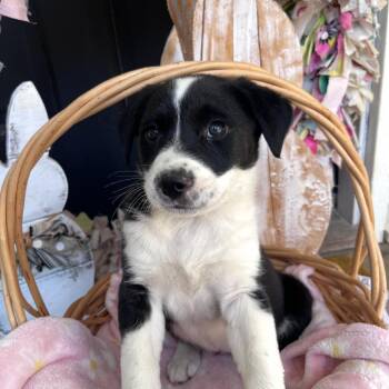 Mixed Breed Dogs Available for Adoption in Huntsville, Alabama - Belle | PetCurious