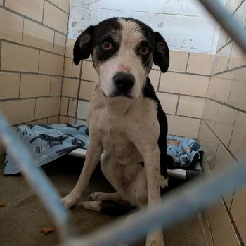 Mixed Breed Dogs Available for Adoption - Josie | PetCurious