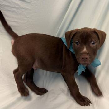 Polo -  Mixed Breed Dog for Adoption in Canal Winchester, Ohio - Polo | PetCurious