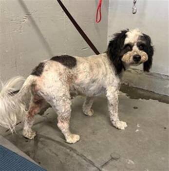 PERCY -  Poodle Dog for Adoption in Camarillo, California - PERCY | PetCurious