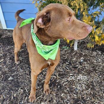 Chocolate Labrador Retriever and Mixed Breed Dogs Available for Adoption in Madisonville, Tennessee - Ol