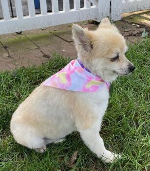 Lacy -  Pomeranian Dog for Adoption in Elkhart, Indiana - Lacy | PetCurious