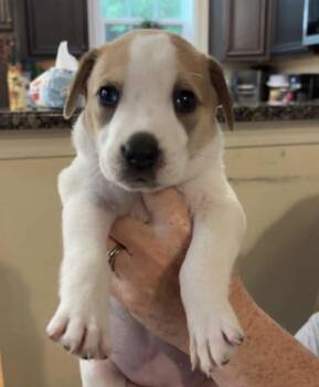 Baby Cheetah -  Hound and Labrador Retriever Dog for Adoption in Washington, District Of Columbia - Baby Cheetah | PetCurious