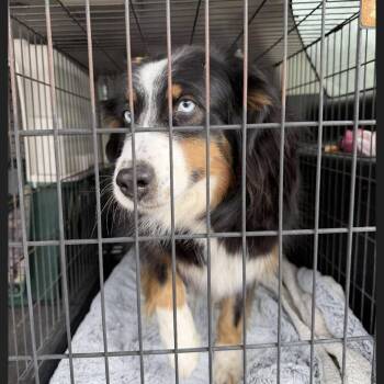 Australian Cattle Dog Blue Heeler Dogs Available for Adoption - Abby | PetCurious