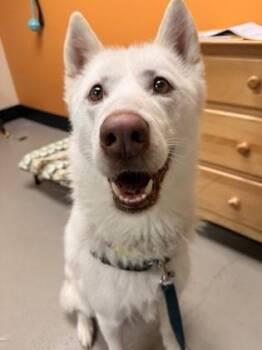 Siberian Husky Dogs Available for Adoption - Reishi | PetCurious