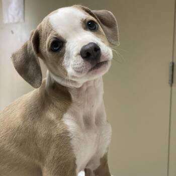 Hera -  Pit Bull Terrier and Mixed Breed Dog for Adoption in Riverside, California - Hera | PetCurious