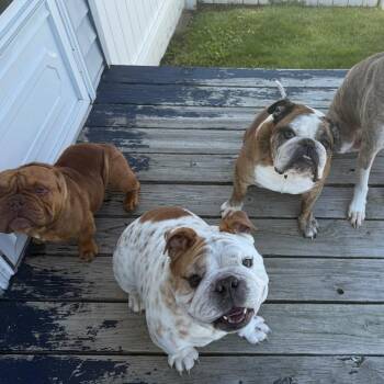 English Bulldog Dogs Available for Adoption in Huber Heights, Ohio - Duke | PetCurious