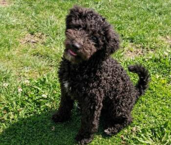 Chester -  Wheaten Terrier and Poodle Dog for Adoption in Crown Point, Indiana - Chester | PetCurious