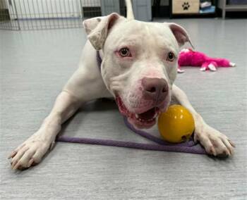 FRECKLES -  Pit Bull Terrier and Mixed Breed Dog for Adoption in Colorado Springs, Colorado - FRECKLES | PetCurious