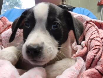RYE -  Pit Bull Terrier and Mixed Breed Dog for Adoption in Tulsa, Oklahoma - RYE | PetCurious