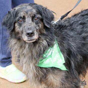 Australian Shepherd Dogs Available for Adoption in Washington, District Of Columbia - Scruffy | PetCurious