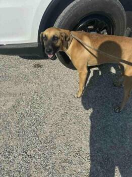 Silanity -  Shepherd Dog for Adoption in Evansville, Indiana - Silanity | PetCurious