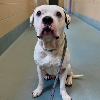 Rescue American Staffordshire Terrier Dogs for Adoption in Pittsburgh, Pennsylvania - James | PetCurious