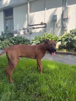 Canelo -  Terrier and Mixed Breed Dog for Adoption in Pomona, New York - Canelo | PetCurious