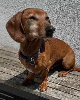 Dachshund Dogs Available for Adoption in Los Angeles, California - Frankie  -   So Ca | PetCurious
